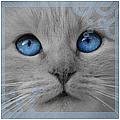 http://cat-warriors.narod.ru/avatars/cats/198.jpg